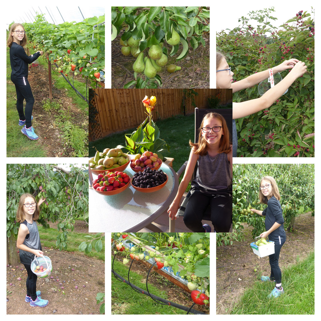  Fruit Picking.......... by susiemc