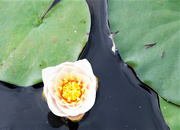 23rd Aug 2018 - Water Lilly