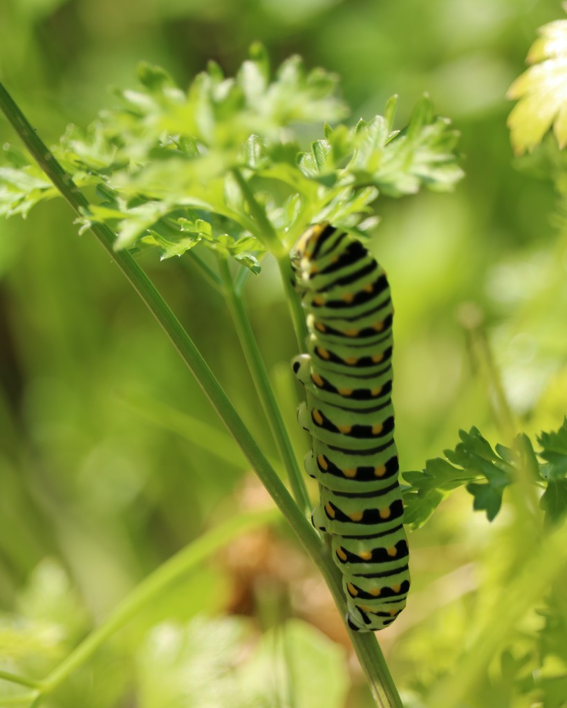 August 27: Swallowtail Caterpillar by daisymiller