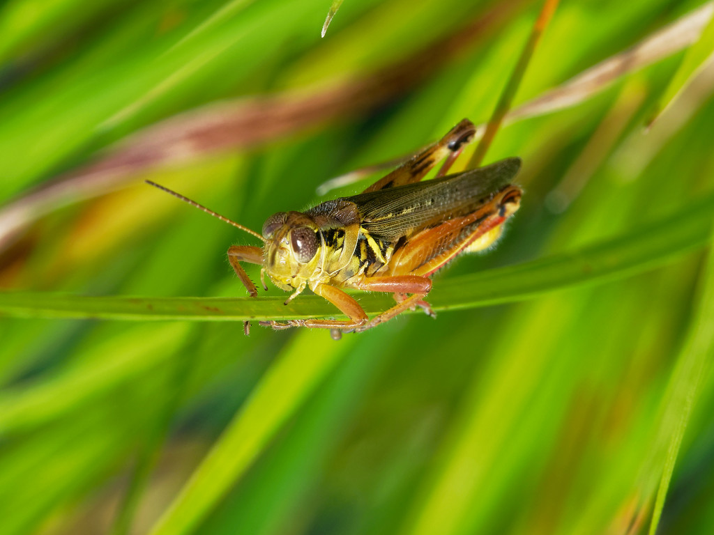 grasshopper in the grass_DxO by rminer