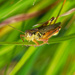 grasshopper in the grass_DxO by rminer