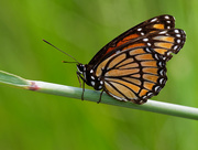 27th Aug 2018 - viceroy butterfly