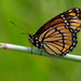 viceroy butterfly by rminer