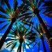 Palm Trees Are Growing by gardenfolk