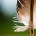 Eagle Feather by kwind
