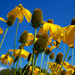 Blue Sky/Yellow Flower Day by gq