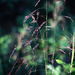 Purple Grass by randystreat
