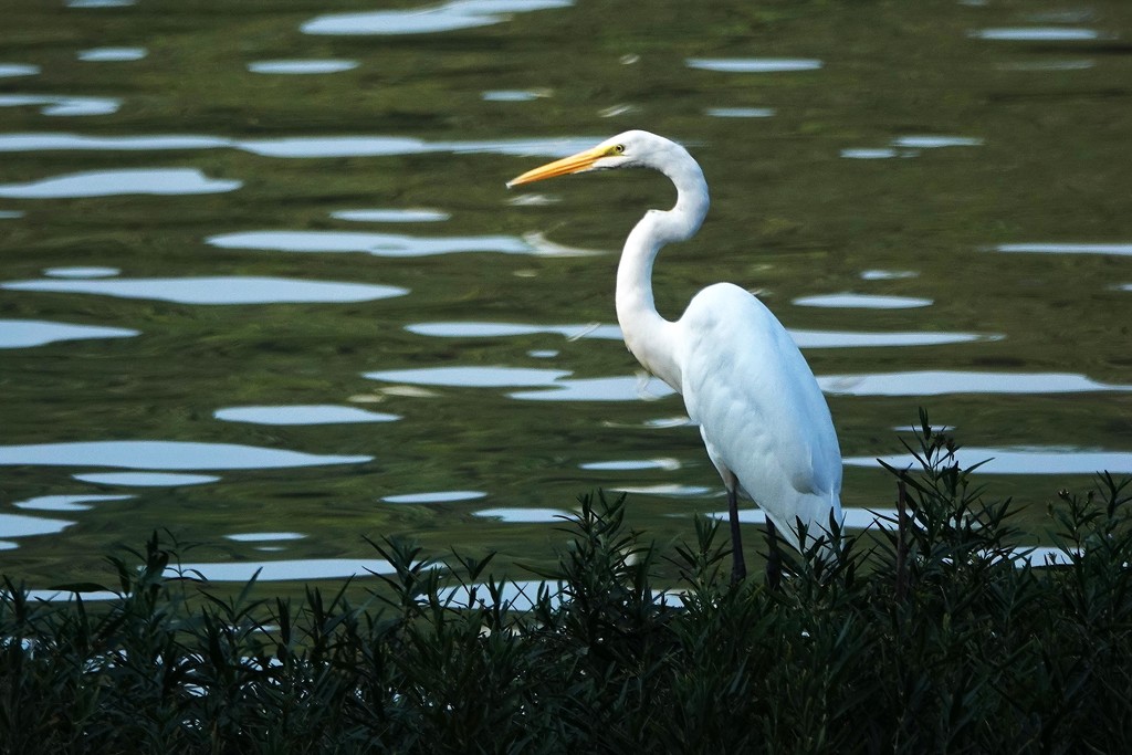 My Faithful Egret Waited for Me by milaniet