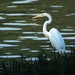My Faithful Egret Waited for Me by milaniet