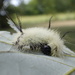 Hairy Caterpillar by cjwhite