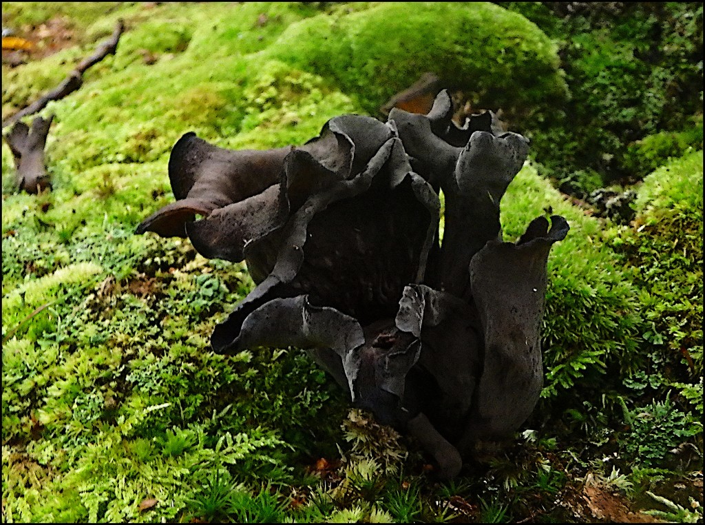 Black Mushroom by olivetreeann