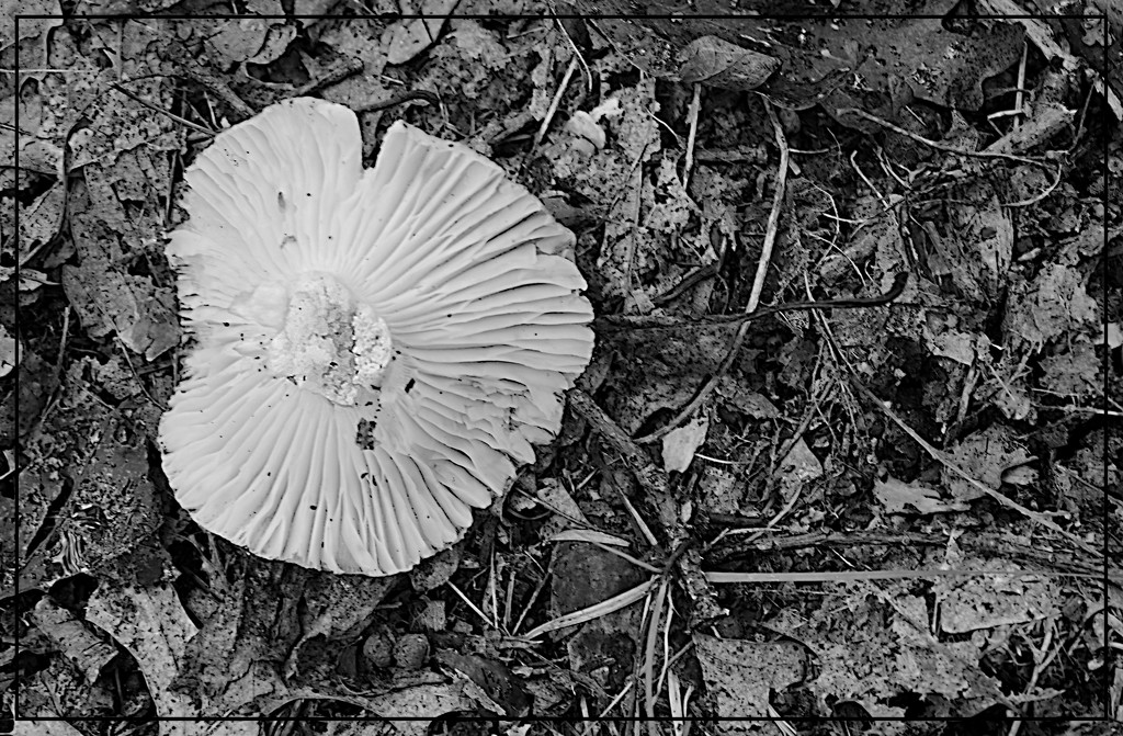 Overturned Mushroom by olivetreeann