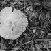 Overturned Mushroom by olivetreeann