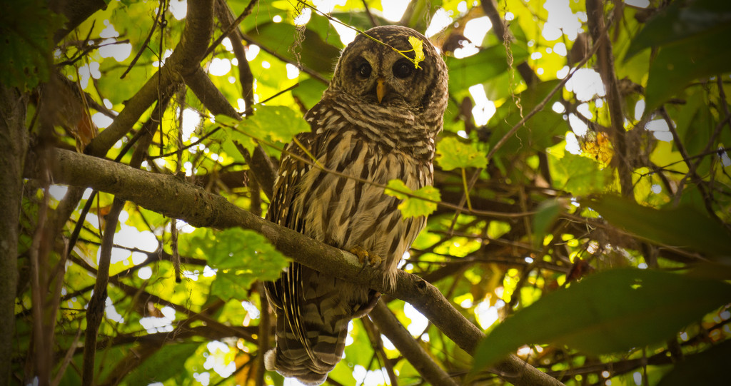 One More Barred Owl! by rickster549