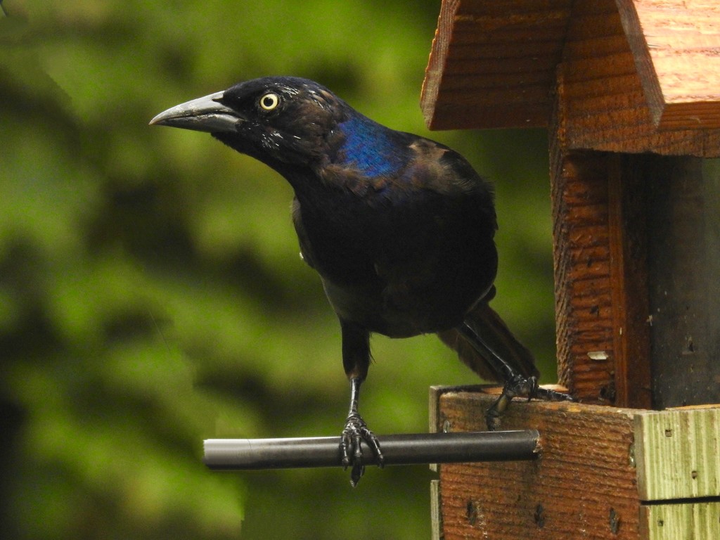 Grackle pose by amyk