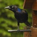 Grackle pose by amyk