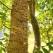 Walnut tree by pandorasecho