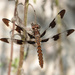 Common Whitetail by annepann
