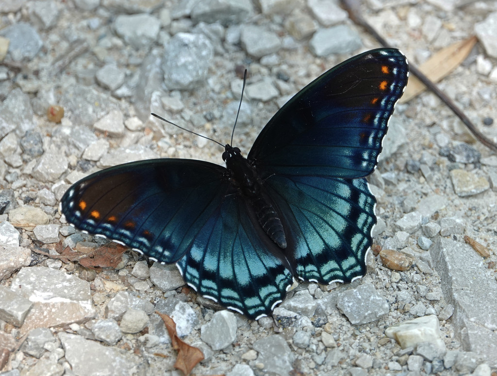Red-spotted Purple by annepann
