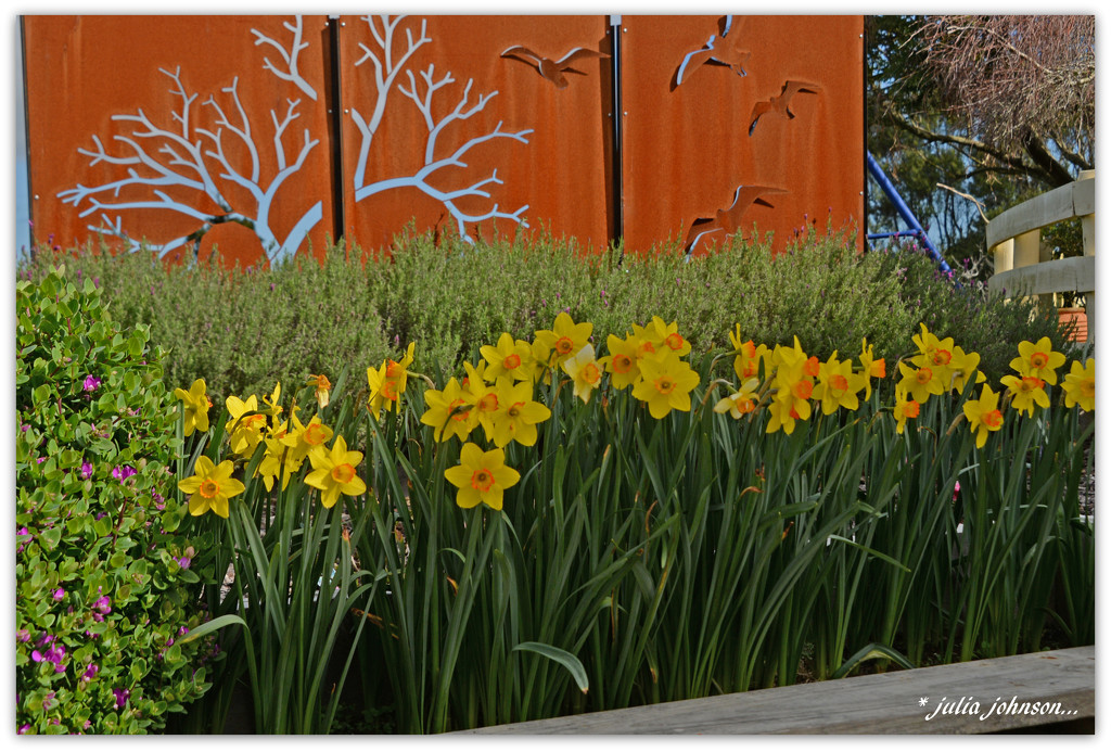 Daffodils.... by julzmaioro