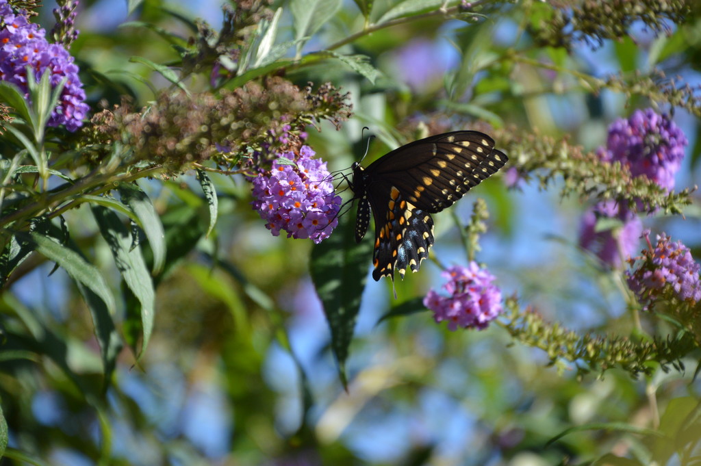 butterfly in a butterfly bush by bigdad