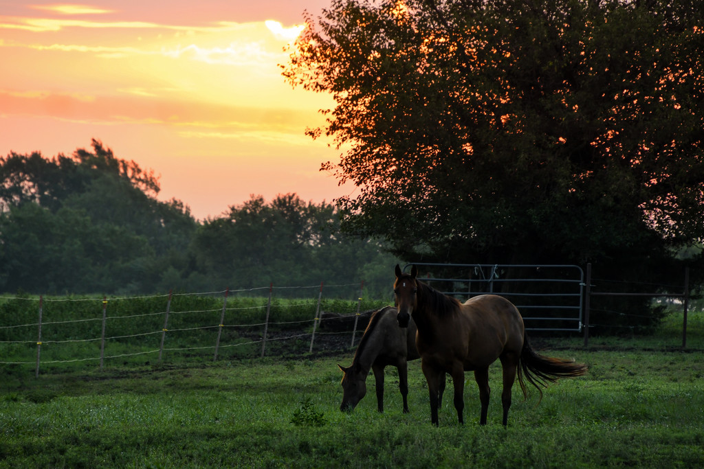 Kansas Sunrise with Horses by kareenking