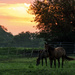 Kansas Sunrise with Horses by kareenking
