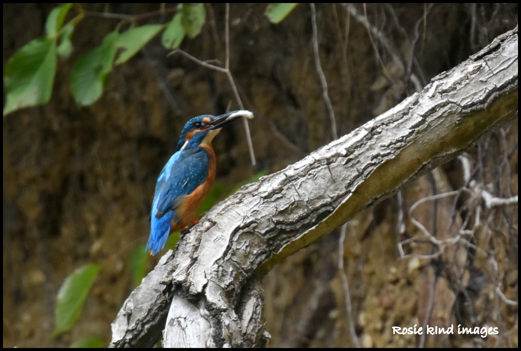 Will his youngsters ever leave the nest? by rosiekind