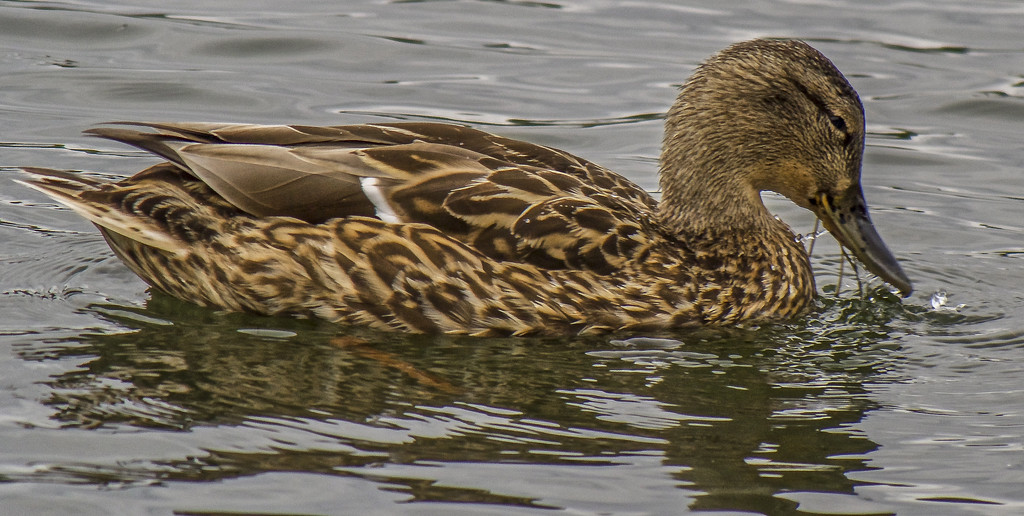 Quack by tonygig