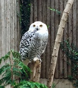 27th Aug 2018 - Snowy Owl