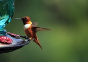 23rd Jul 2018 - Rufous Hummingbird