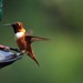 Rufous Hummingbird by hellie