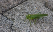 28th Aug 2018 - Grasshopper 