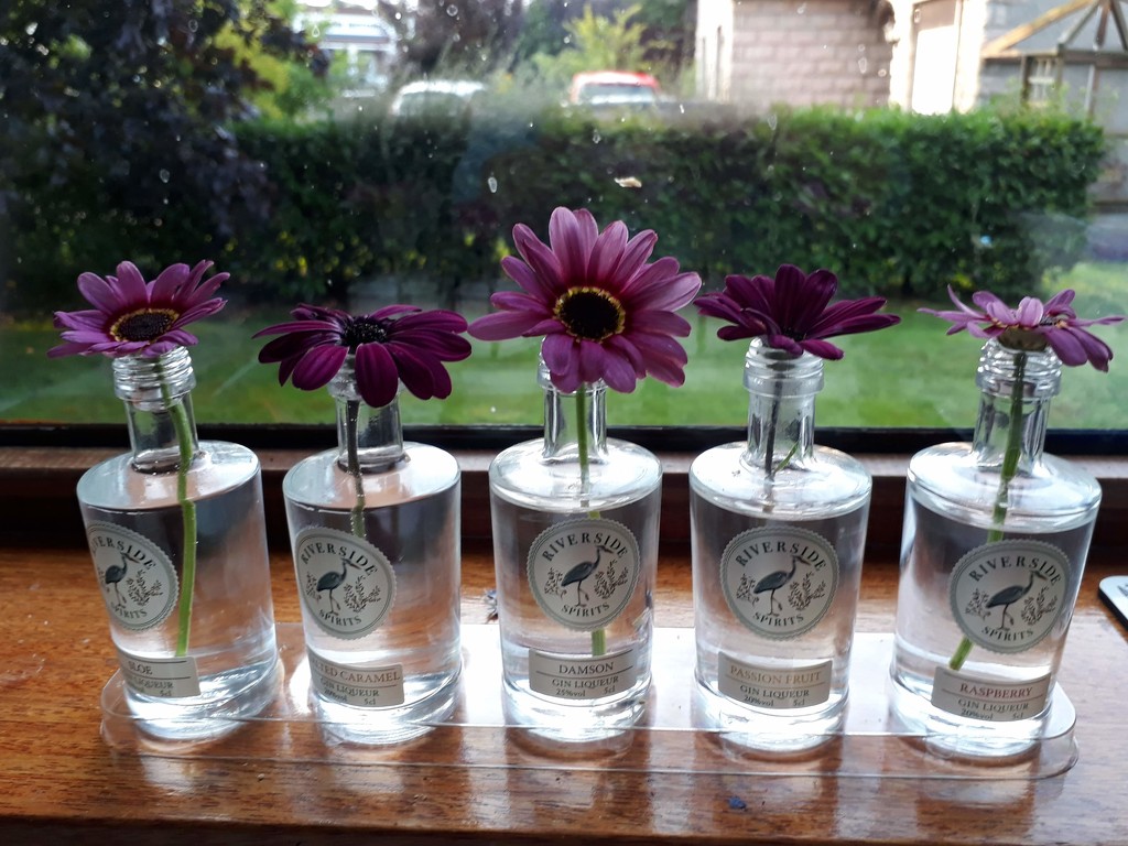 Gin bottle variations by sarah19