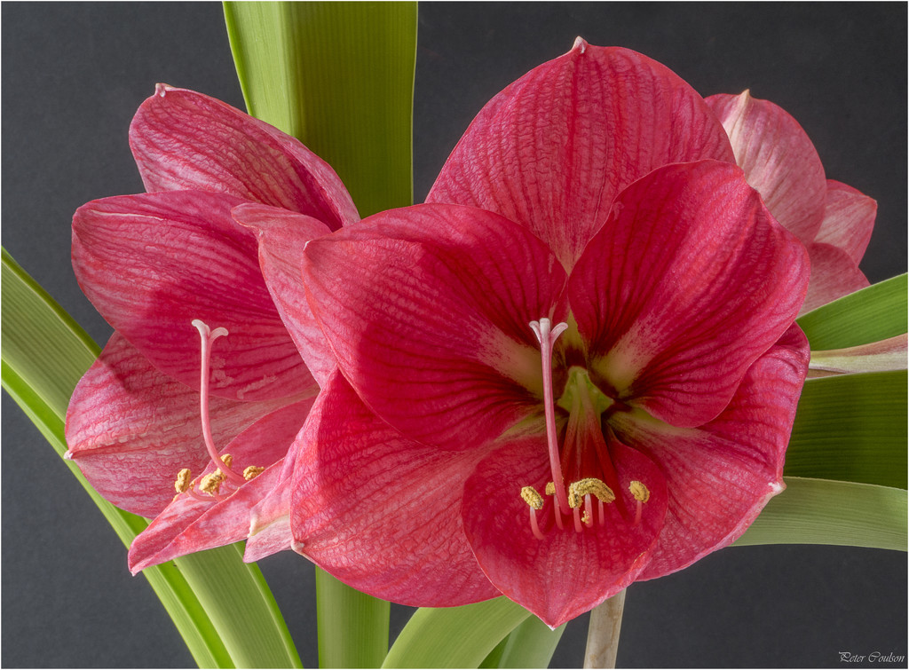 Amaryllis by pcoulson