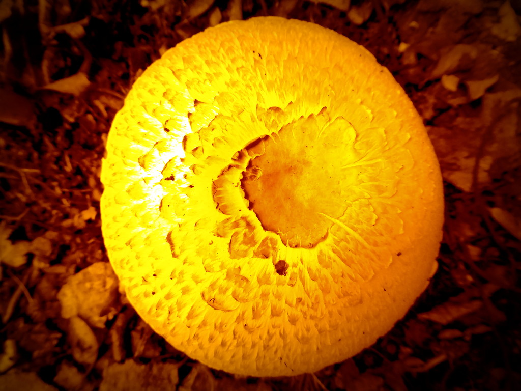 Magic mushroom by gaf005