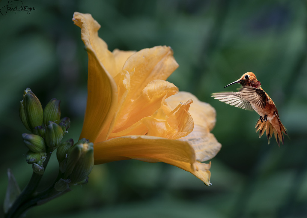 Rufous Wondering If the Day Lily Will Swallow Him  by jgpittenger