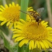 Hoverfly enjoying Common Fleabane by julienne1