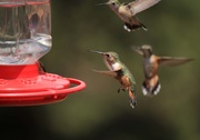 22nd Jul 2018 - A bunch of hummingbirds.