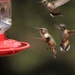 A bunch of hummingbirds. by hellie