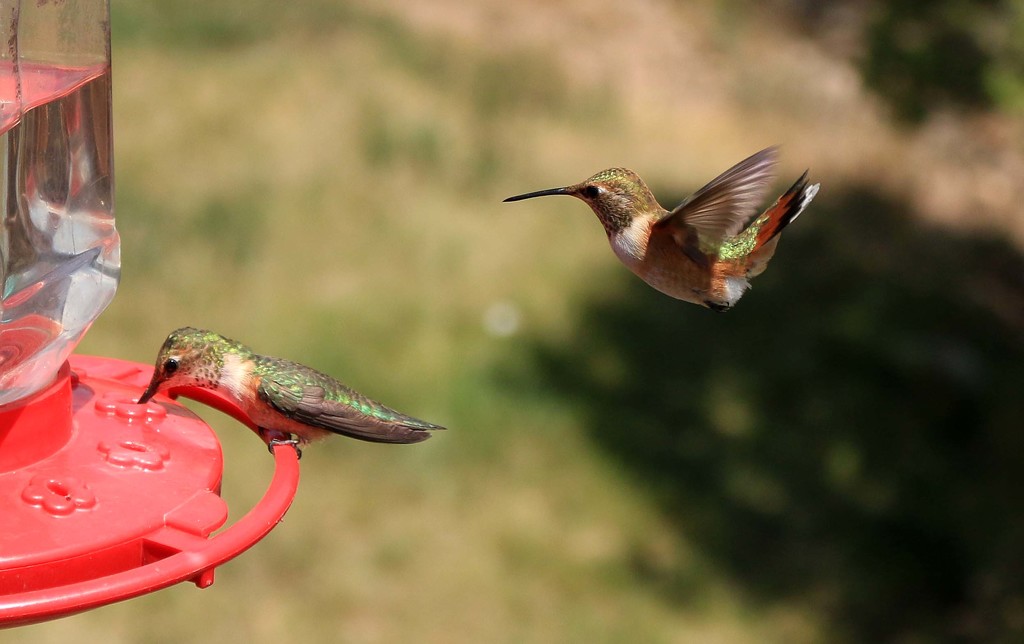 Hummingbirds. by hellie