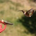 Hummingbirds. by hellie
