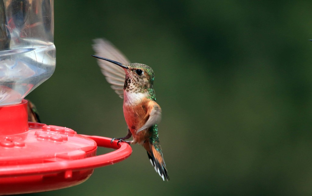 Hummingbird. by hellie