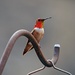 Rufous. by hellie