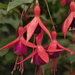 The Fuschia is Stacked by ellida
