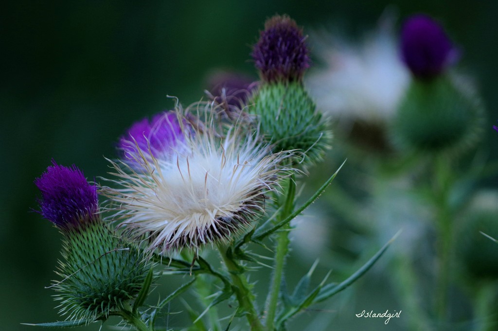 Thistles  by radiogirl