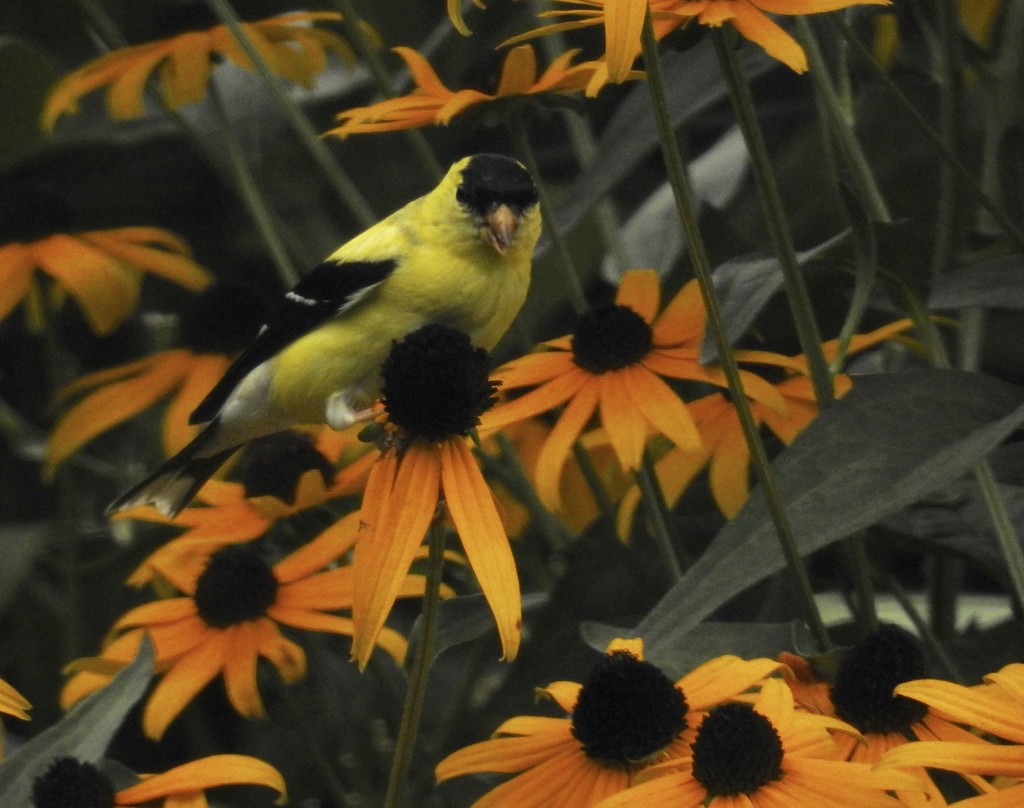 Finch in the flowers by amyk