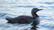28th Aug 2018 - Red-throated Loon