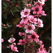 Pink Tea Tree... Manuka by julzmaioro