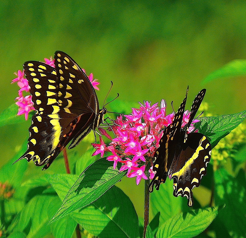 Butterflies at Hampton Park by congaree